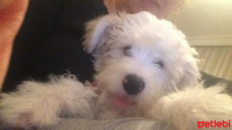 Maltese, Köpek  Pati fotoğrafı