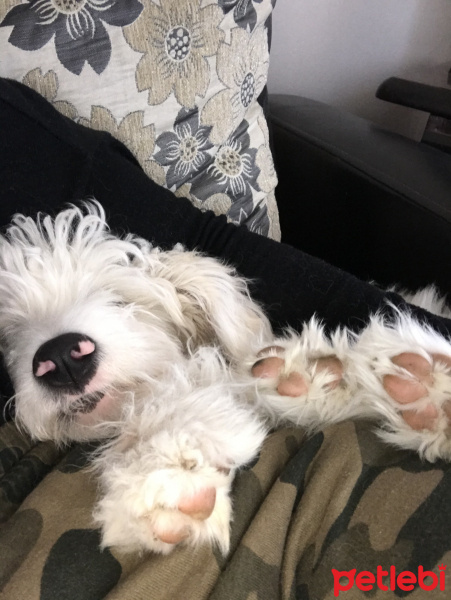 Maltese, Köpek  Pati fotoğrafı