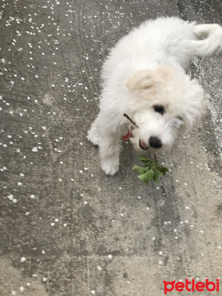 Maltese, Köpek  Pati fotoğrafı