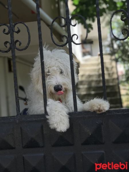Maltese, Köpek  Pati fotoğrafı