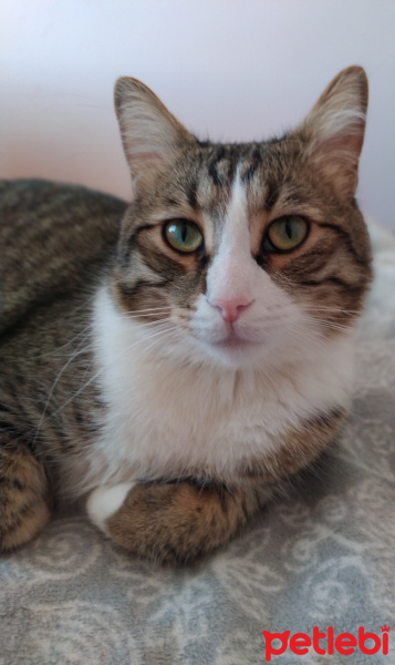 Tekir Kedi, Kedi  Şanslı fotoğrafı