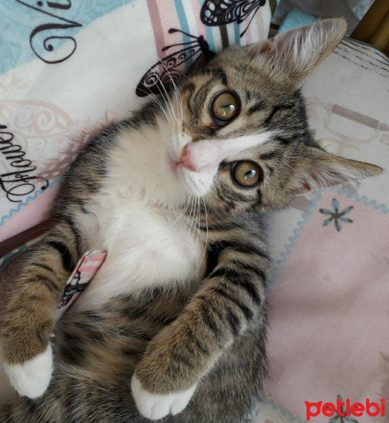Tekir Kedi, Kedi  Şanslı fotoğrafı
