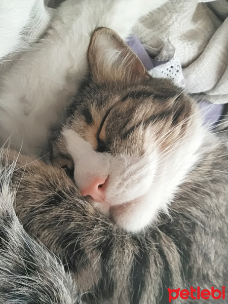 Tekir Kedi, Kedi  Şanslı fotoğrafı
