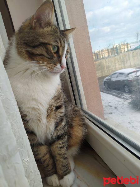 Tekir Kedi, Kedi  Şanslı fotoğrafı