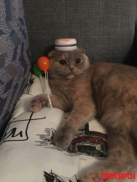 Scottish Fold, Kedi  Mia fotoğrafı