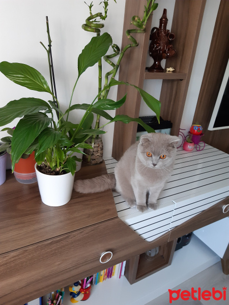 Scottish Fold, Kedi  Lokum fotoğrafı