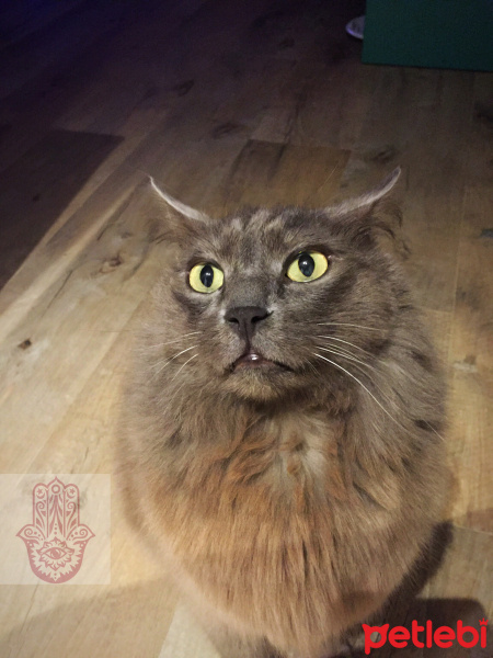 Nebelung, Kedi  Cesi fotoğrafı