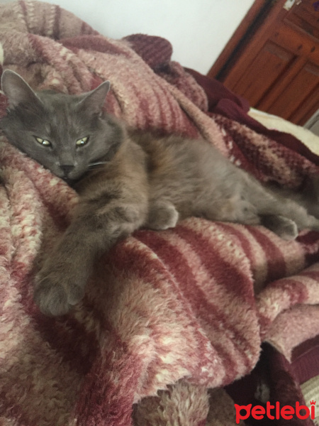 Nebelung, Kedi  Cesi fotoğrafı