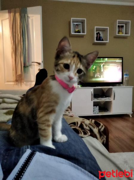 Tekir Kedi, Kedi  Prenses fotoğrafı