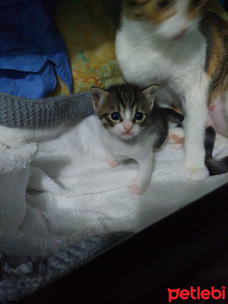 Tekir Kedi, Kedi  Prenses fotoğrafı