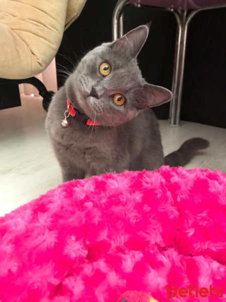 British Shorthair, Kedi  Mia fotoğrafı
