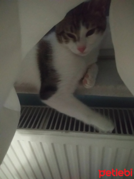 Tekir Kedi, Kedi  Dalin fotoğrafı