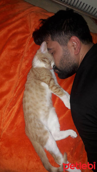 Tekir Kedi, Kedi  Pakize fotoğrafı
