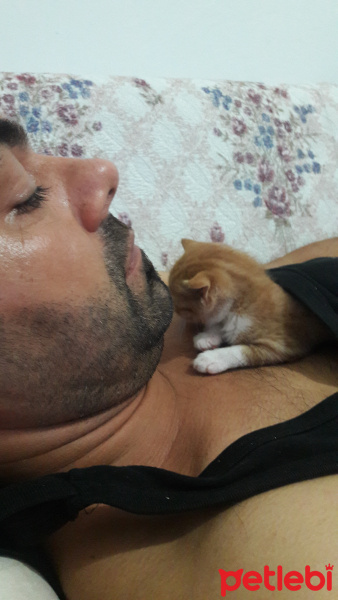 Tekir Kedi, Kedi  Pakize fotoğrafı