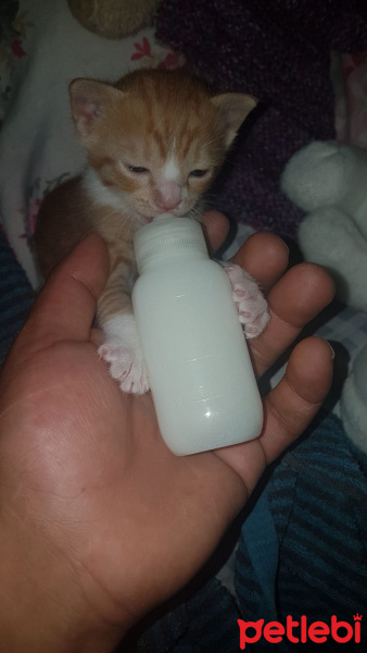 Tekir Kedi, Kedi  Pakize fotoğrafı