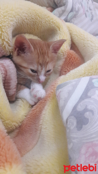 Tekir Kedi, Kedi  Pakize fotoğrafı