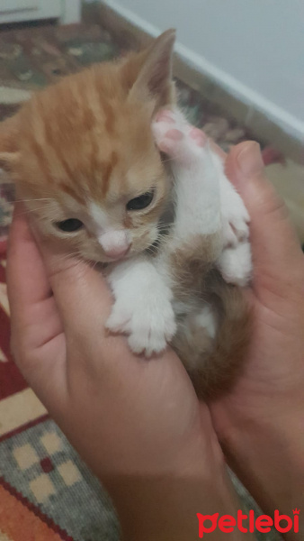 Tekir Kedi, Kedi  Pakize fotoğrafı