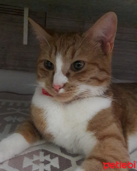 Tekir Kedi, Kedi  Pakize fotoğrafı