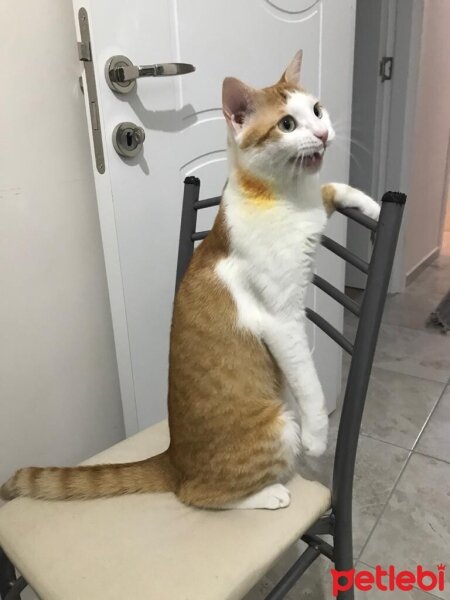 Sarman, Kedi  Simba fotoğrafı