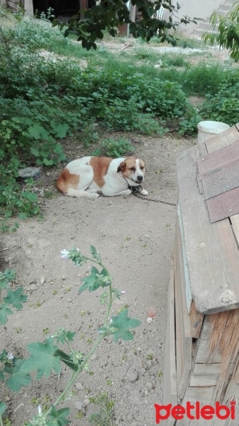 Kangal, Köpek  Duman fotoğrafı
