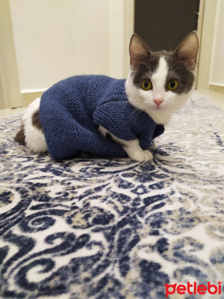 Tekir Kedi, Kedi  Gümüş fotoğrafı
