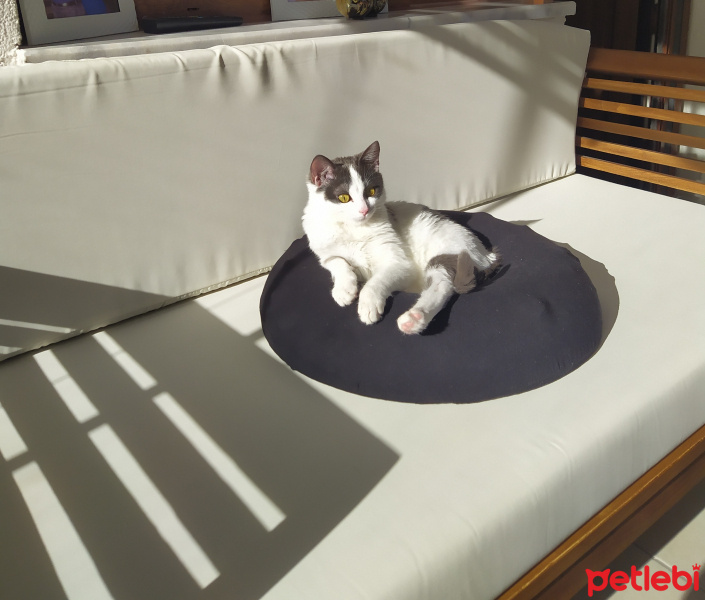 Tekir Kedi, Kedi  Gümüş fotoğrafı