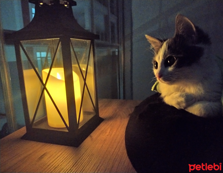 Tekir Kedi, Kedi  Gümüş fotoğrafı