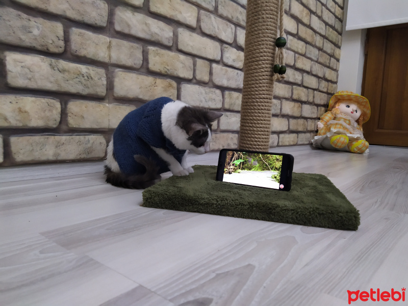 Tekir Kedi, Kedi  Gümüş fotoğrafı