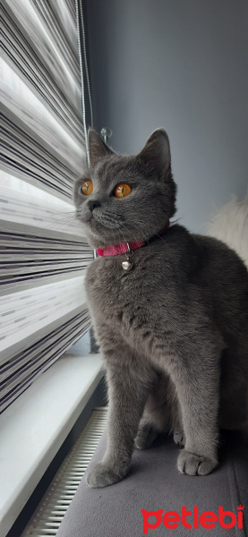 British Shorthair, Kedi  Lily fotoğrafı