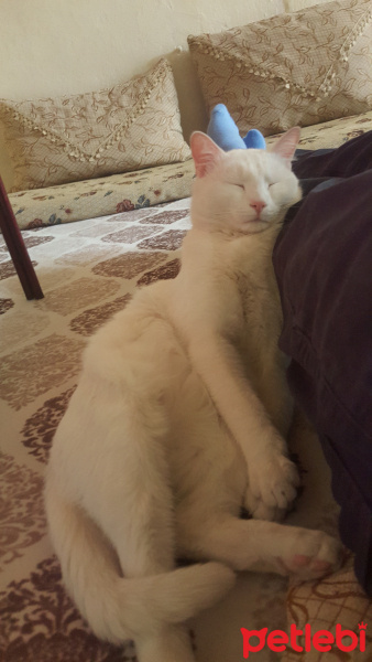 Van Kedisi, Kedi  Roni fotoğrafı