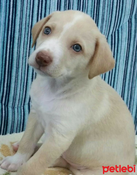 Labrador Retriever, Köpek  Köpük fotoğrafı