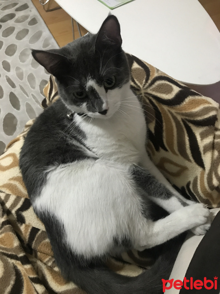 Tuxedo (Smokin) Kedi, Kedi  Bulut fotoğrafı