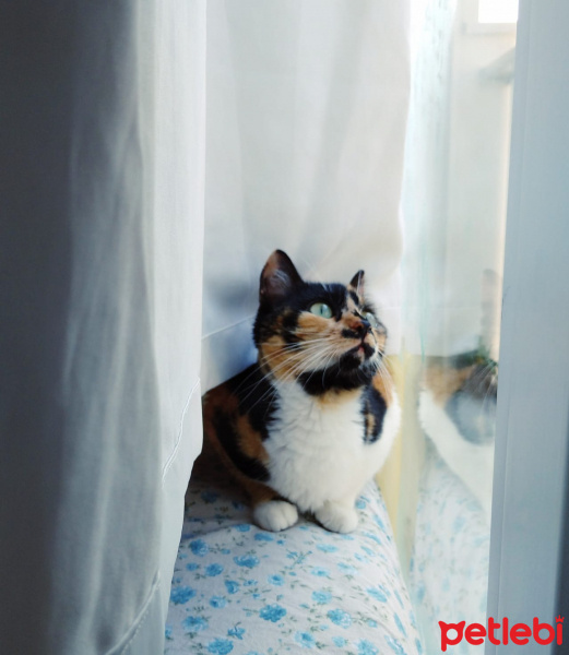 Tekir Kedi, Kedi  Latte fotoğrafı