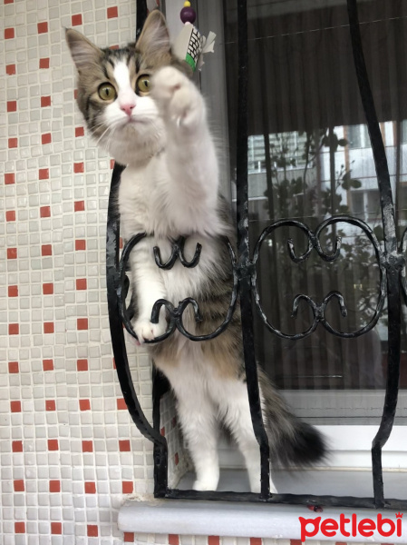 Tekir Kedi, Kedi  Bıdık fotoğrafı