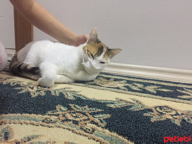 Tekir Kedi, Kedi  Mila fotoğrafı