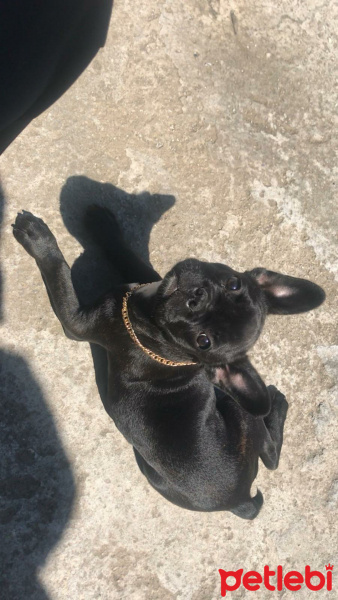 Fransız Bulldog, Köpek  Nini fotoğrafı