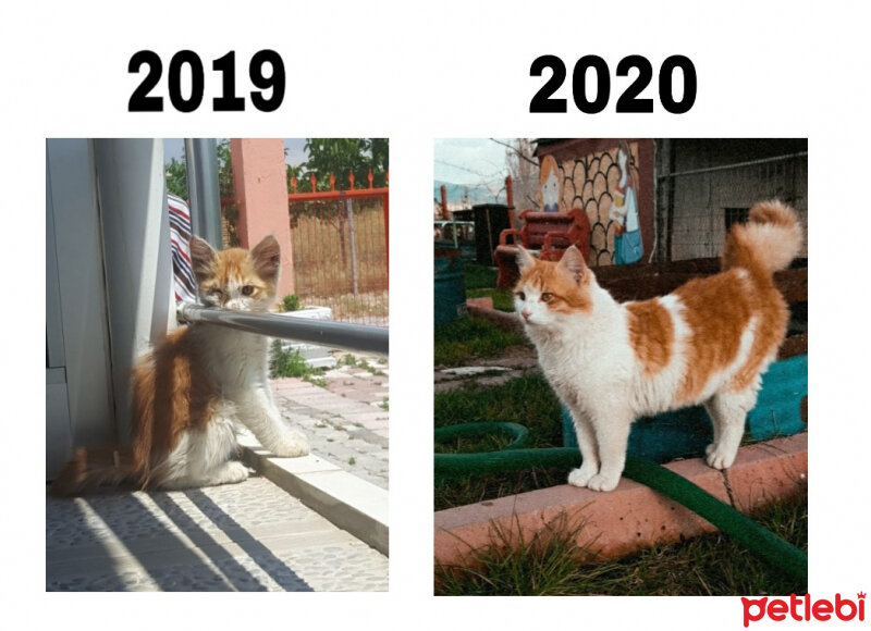 Sarman, Kedi  Miskin fotoğrafı