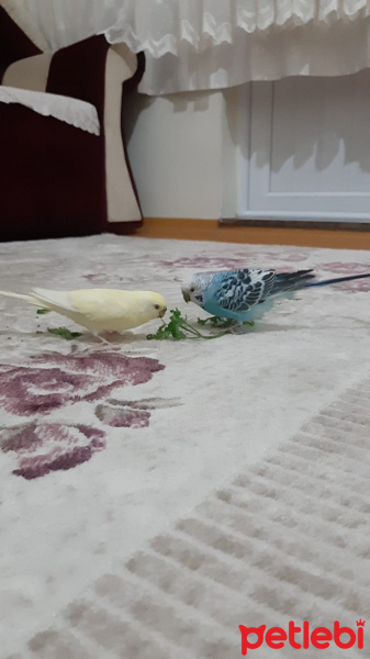 Muhabbet Kuşu, Kuş  Paşa fotoğrafı