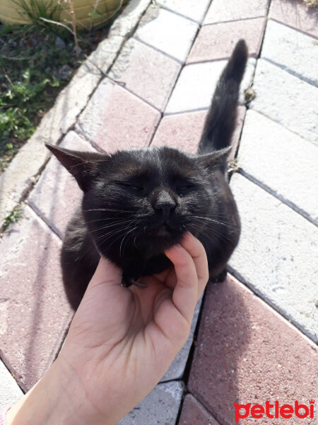 Bombay, Kedi  Zeytin fotoğrafı