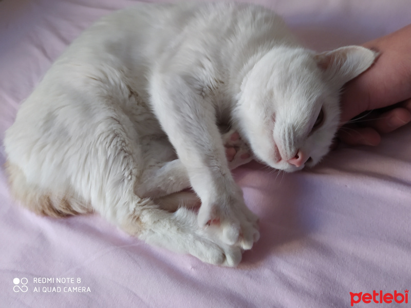 Tekir Kedi, Kedi  Pati fotoğrafı