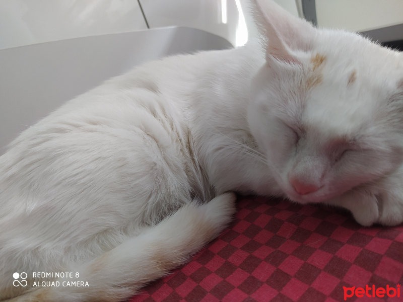 Tekir Kedi, Kedi  Pati fotoğrafı