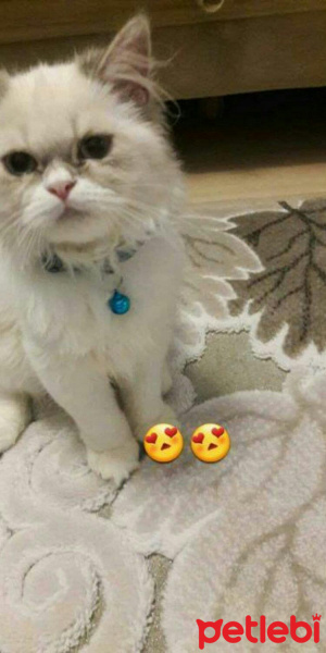 British Shorthair, Kedi  Pamuk fotoğrafı