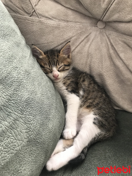 Tekir Kedi, Kedi  Pıtır fotoğrafı