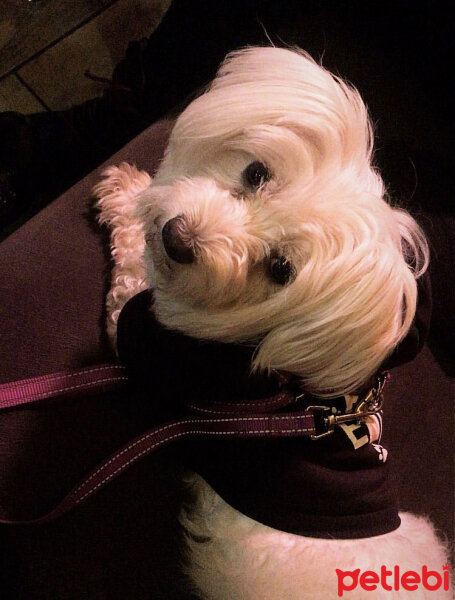 Maltese, Köpek  Lokum fotoğrafı