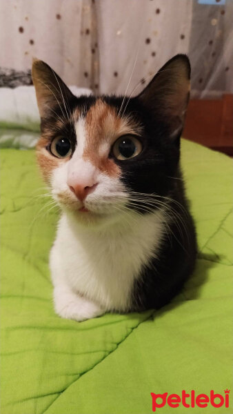 American Wirehair, Kedi  Bihter fotoğrafı