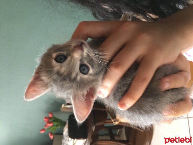 American Wirehair, Kedi  Bihter fotoğrafı