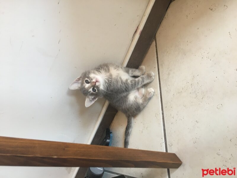 American Wirehair, Kedi  Bihter fotoğrafı