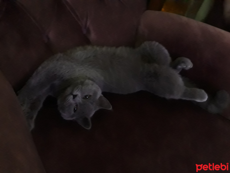 British Shorthair, Kedi  Şila fotoğrafı