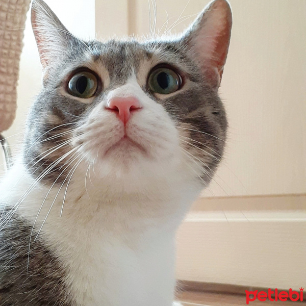 Tekir Kedi, Kedi  Pera fotoğrafı