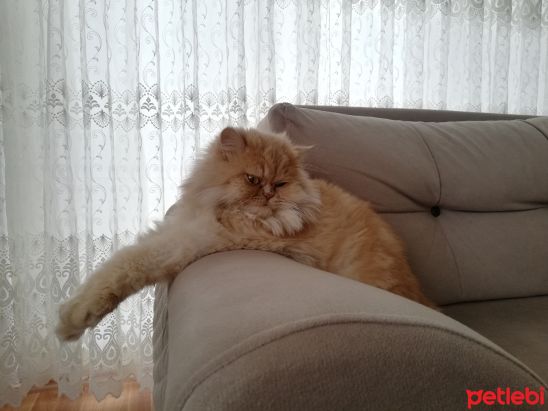 İran Kedisi (Persian), Kedi  Tarçın fotoğrafı